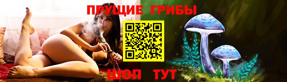 Галлюциногенные грибы Psilocybine cubensis Гатчина